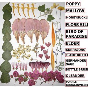 55 PCS Pressed Dry Flowers Bougainvillea Floss Silk Sage Poppy Oleander Mallow